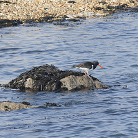 Buy canvas prints of Oystercatcher by Sara Messenger