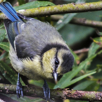 Buy canvas prints of Juvenile Great Tit by Sara Messenger