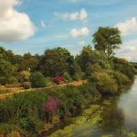 Buy canvas prints of River Arun from Swan bridge by Sara Messenger