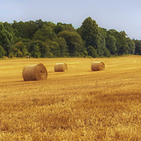 Buy canvas prints of  Golden straw bales in parnoramic by Sara Messenger