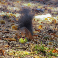 Buy canvas prints of  Red Squirrel harvesting for winter by Sara Messenger