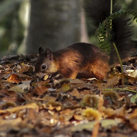 Buy canvas prints of  Red Squirrel by Sara Messenger