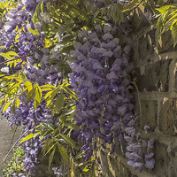 Buy canvas prints of  Wisteria by Sara Messenger