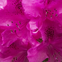 Buy canvas prints of  Rhododendron  by Sara Messenger