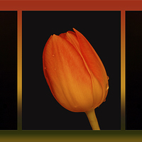 Buy canvas prints of  Trio of Tulips  by Sara Messenger