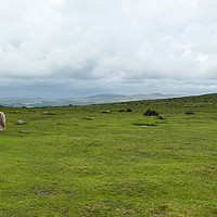 Buy canvas prints of Dartmoor National Park by Sara Messenger