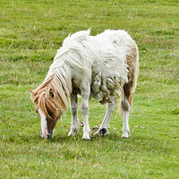 Buy canvas prints of Shaggy pony  by Sara Messenger