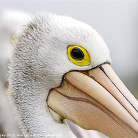 Buy canvas prints of A Pelicans' Gaze by Mark Lucey