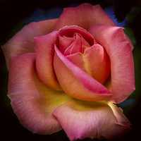 Buy canvas prints of A Blooming Rose by Mark Lucey