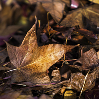 Buy canvas prints of Death of Autumn by Mark Lucey