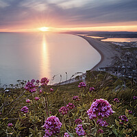 Buy canvas prints of Chesil in Bloom by Chris Frost