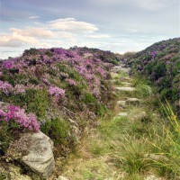 Buy canvas prints of Heather on Simonside Hills by Chris Frost