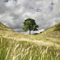 Buy canvas prints of Sycamore Gap, Hadrians Wall by Chris Frost