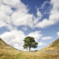 Buy canvas prints of Sycamore Gap at Hadrians Wall by Chris Frost