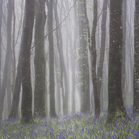 Buy canvas prints of Hooke Bluebell Mist by Chris Frost