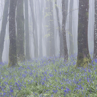 Buy canvas prints of  Hooke Bluebells by Chris Frost