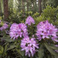 Buy canvas prints of  Rhododendron Mile by Chris Frost