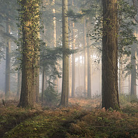 Buy canvas prints of Puddletown Forest by Chris Frost
