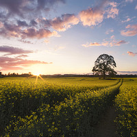 Buy canvas prints of Kingston Lacy Sundown by Chris Frost