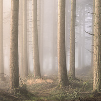 Buy canvas prints of Into the Mist by Chris Frost