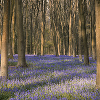 Buy canvas prints of Sea of Bluebells by Chris Frost