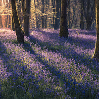 Buy canvas prints of Lost Woods by Chris Frost