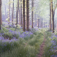 Buy canvas prints of The Hidden Path by Chris Frost