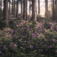 Buy canvas prints of Woodland Bloom by Chris Frost