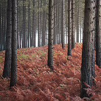 Buy canvas prints of Burnt Bracken by Chris Frost