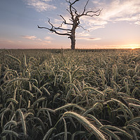 Buy canvas prints of The Lone Tree by Chris Frost