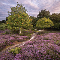 Buy canvas prints of A Walk Through the Heather by Chris Frost