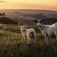 Buy canvas prints of Colmer's Flock by Chris Frost