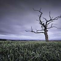 Buy canvas prints of Old & Lonely by Chris Frost