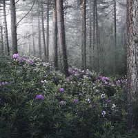 Buy canvas prints of Rhoddies in the Mist by Chris Frost