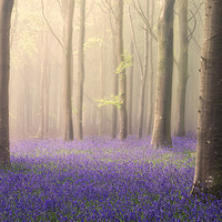 Buy canvas prints of Spring Dawn by Chris Frost