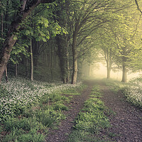 Buy canvas prints of Pungent Pathway by Chris Frost