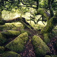 Buy canvas prints of Wistmans Wood by Chris Frost