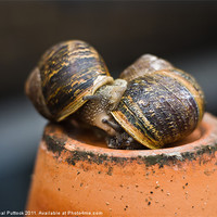 Buy canvas prints of Gastropod Erotica by Neal P