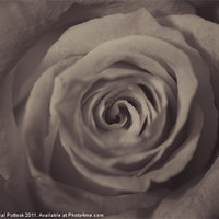 Buy canvas prints of Vintage Rose by Neal P