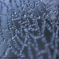 Buy canvas prints of Winter Web by Neal P