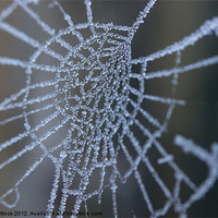 Buy canvas prints of Frozen Web by Neal P