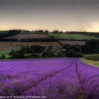 Buy canvas prints of Lavender Field by Neal P