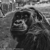Buy canvas prints of Gorilla by Neal P