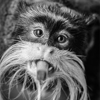 Buy canvas prints of Cheeky Monkey by Neal P