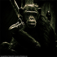 Buy canvas prints of Chimp by Neal P