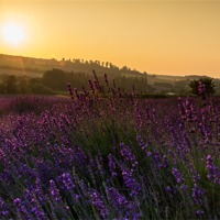 Buy canvas prints of Lavender Sunset by Neal P