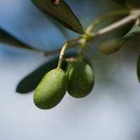 Buy canvas prints of  Olives by Neal P