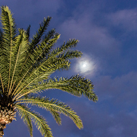 Buy canvas prints of  Moon, clouds and Palm Tree by Neal P