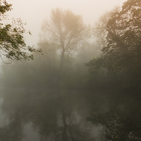 Buy canvas prints of  Mist in the Trees by Neal P
