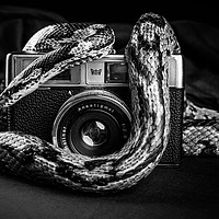 Buy canvas prints of Snake Photography by Neal P